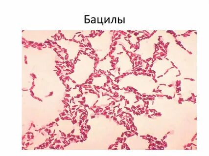 Окраска по граму фуксин