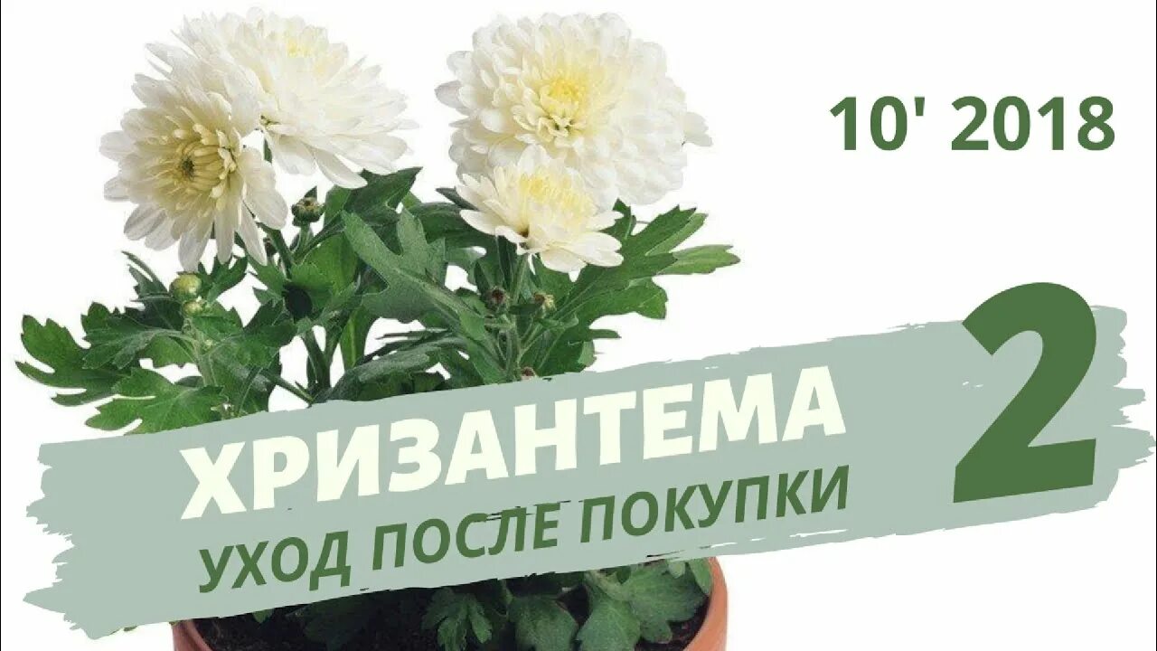 Хризантему нужно обрезать под зиму