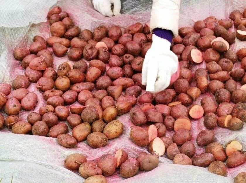 Можно ли обрабатывать картофель перед посадкой