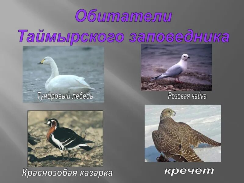 В зоне тундры расположен заповедник. Обитатели таймырского заповедника. птицы таймырского заповедника. таймырский заповедник животный мир. животные которые обитают в таймырском заповеднике.
