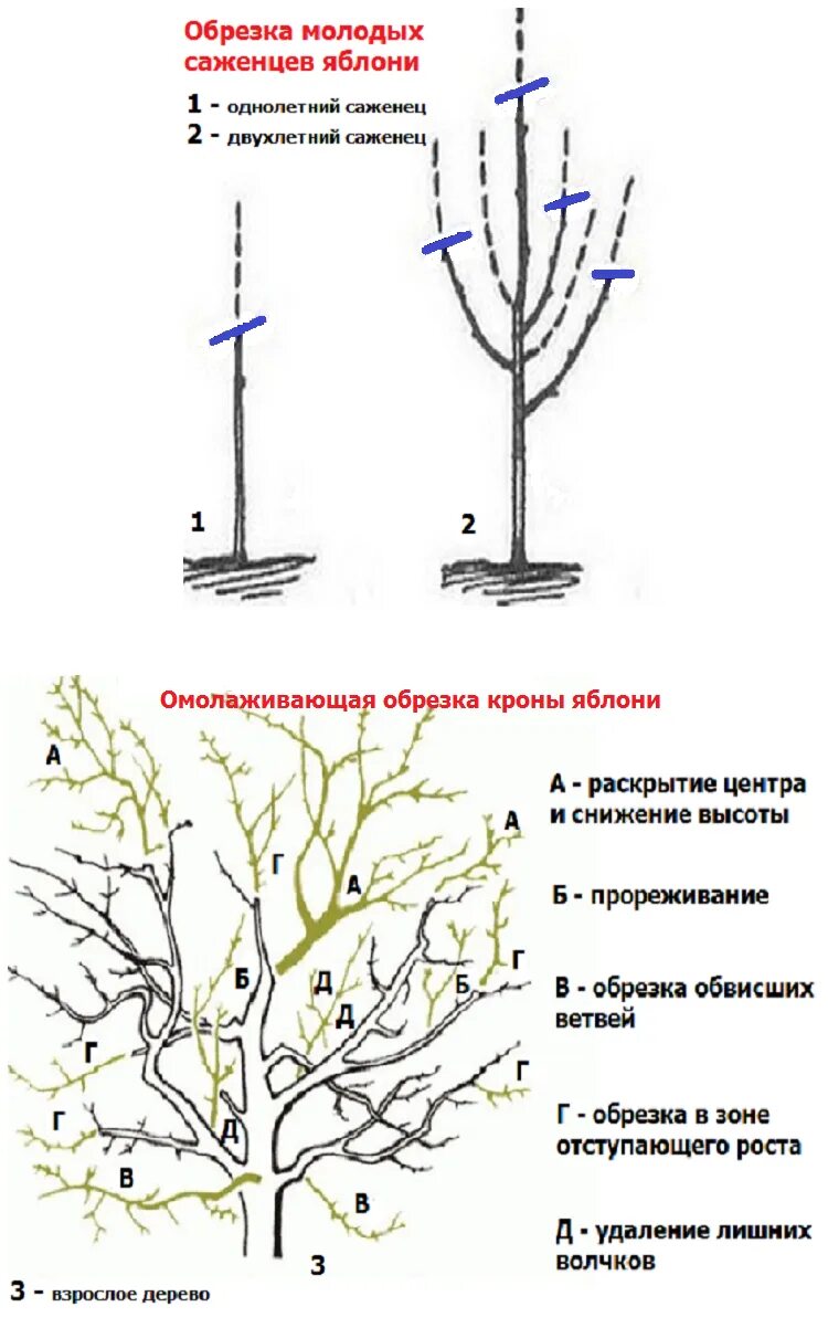 Картинки КАК ОБРЕЗАТЬ ЧЕРЕШНЮ ОСЕНЬЮ