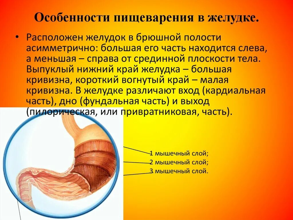 Особенности пищеварения в желудке. Пищеварение в желудке физиология. Желудок строение анатомия переваривание.