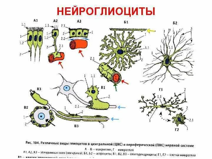 НЕЙРОГЛИОЦИТЫ. Разновидности глиальных клеток. Классификация нейроглиоцитов. Глиальные клетки рисунок.