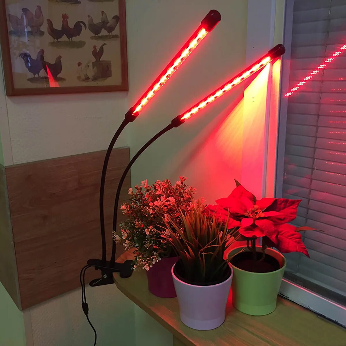 Фитолампа для растений 30w 500 led. Фитолампа osram fluora l 36 w. Лампа general 6500k 40 вт для досвечивания рассады. Фитолампа дсп36ф. Лампа для растений использование.