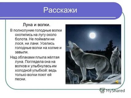 Голодный волк предложение
