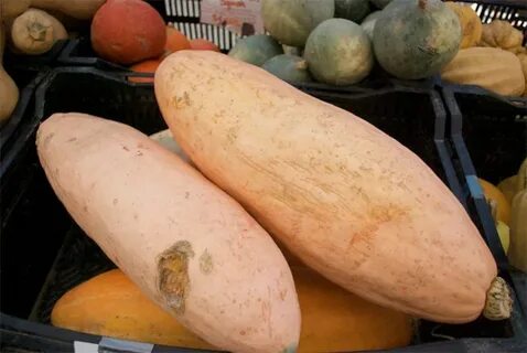 Тыква розовый банан отзывы