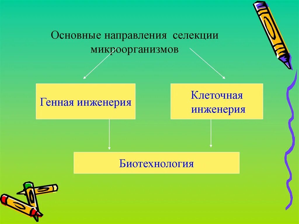 Направления селекции животных. Направления современной селекции. основные направления селекции. основные направления селекции микроорганизмов. задачи селекции микроорганизмов.
