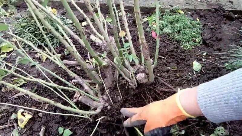 Как размножить розу от куста