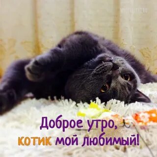 Доброе утро любимому коту