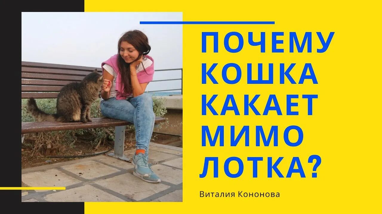 Как отучить котенка какать