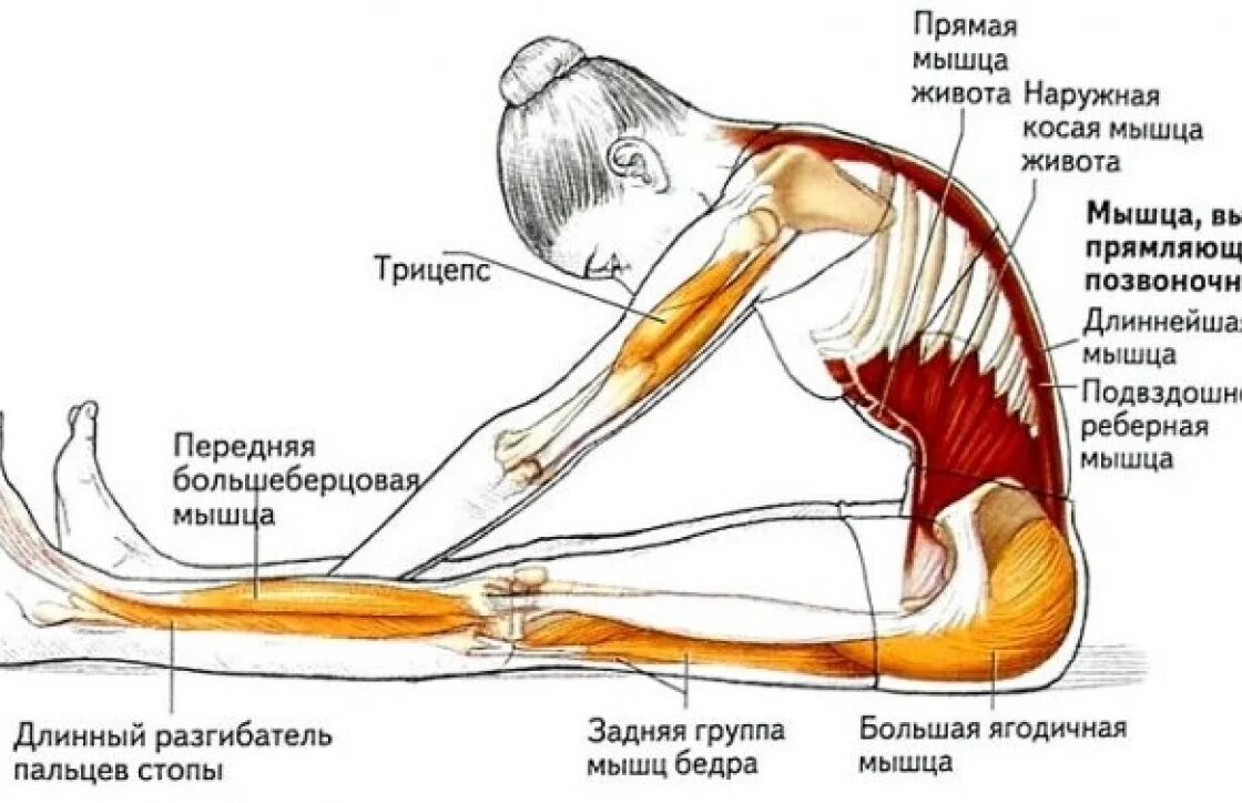 Упражнения на ромбовидные мышцы спины. Болит бок снизу левая сторона. Болит с левой стороны сбоку живота. При сгибании живота боль. Упражнение на растяжение мышц живота.