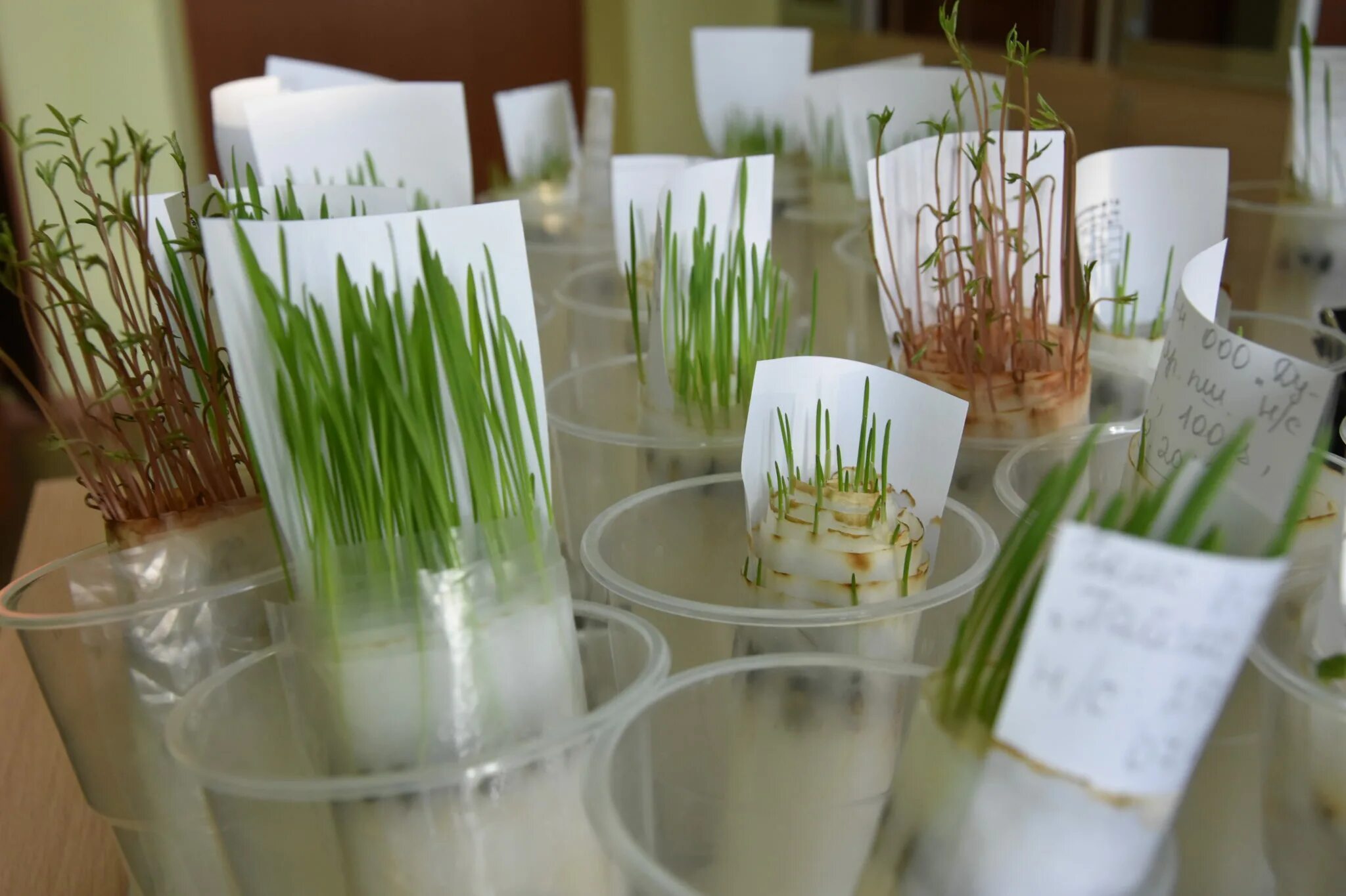 глубина высева озимой пшеницы. опыт прорастания зерен пшеницы в стакане с водой. эксперимент с зернами пшеницы в детском саду. прорастание семян овса. проросшая пшеница.