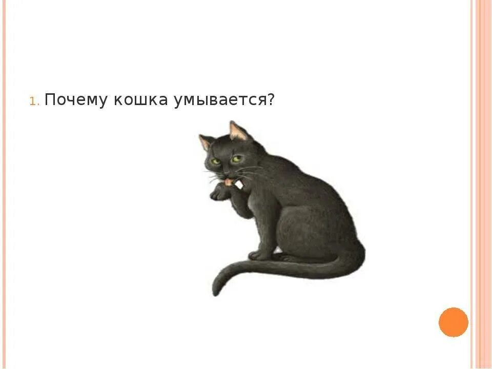 Почему лит
