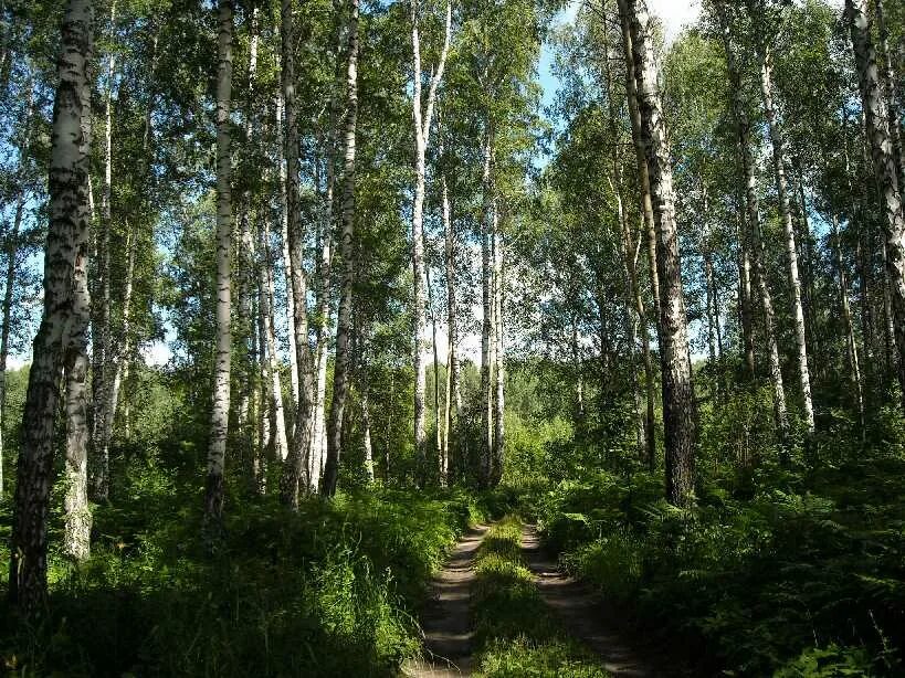 шилыковский лес. шервудский лес коттеджный поселок обманутые. незаконная вырубка леса в ульяновской области. осиновая роща лес. южная осетия лес.