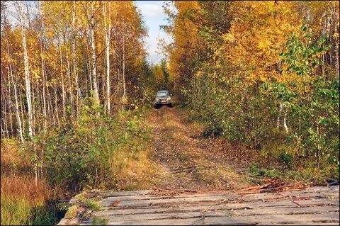 Лес в видном
