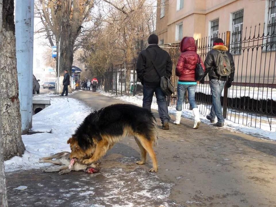 Нападения на дома. Бездомные собаки. Бродячие собаки. Бродячие собаки Казахстан. Истребление бездомных собак.