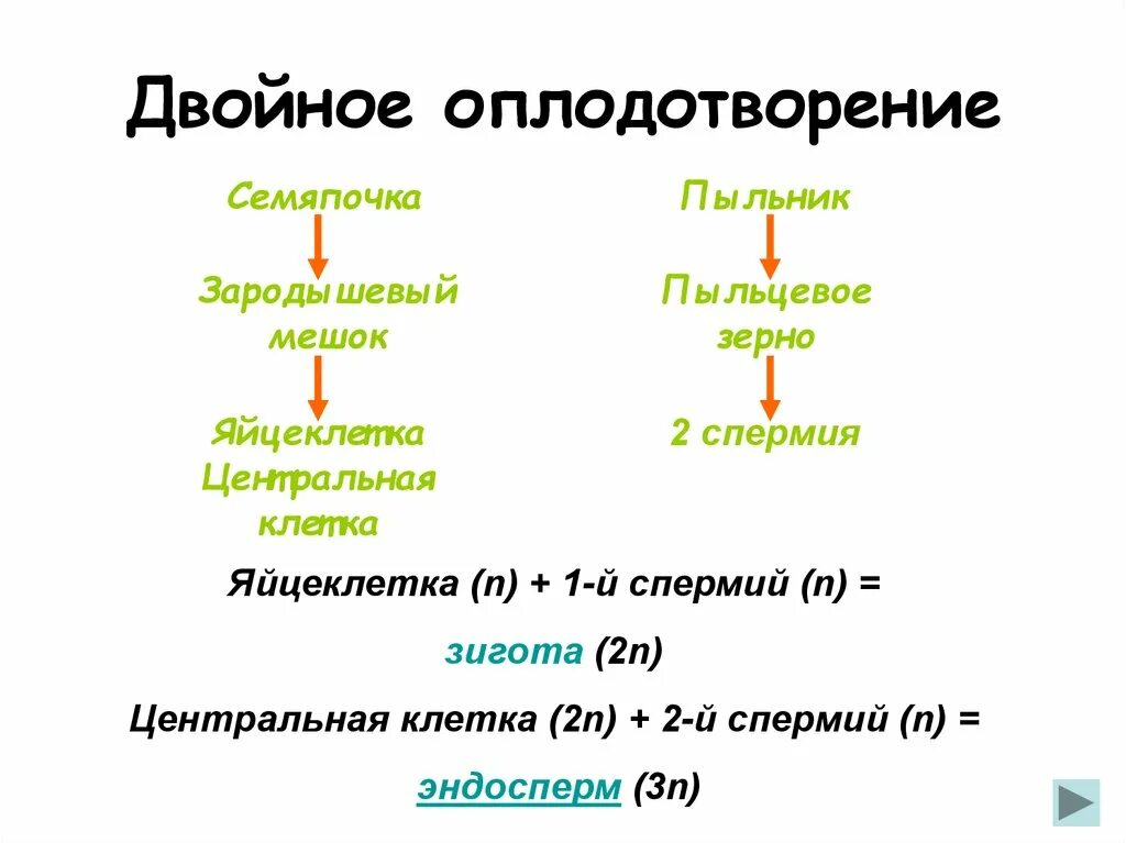 Признаки двойного оплодотворения. Двойное оплодотворение у покрытосеменных растений. Двойное оплодотворение схема процесса. Двойное оплодотворение схема 10 класс. Этапы двойного оплодотворения у растений.