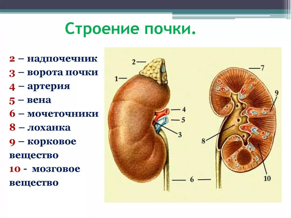 Строение выделительной системы строение почки. Мочевыделительная система биология 8 класс строение почки. Строение и функции почек 8 класс биология. Строение почки 10 класс.