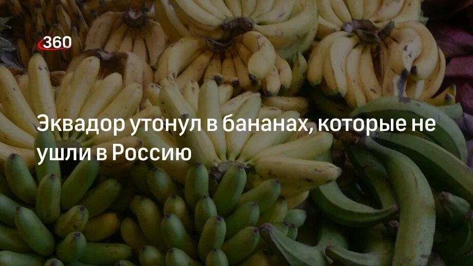 Откуда повезут бананы в россию. Эквадор бананы. Эквадор бананы в Россию. Эквадорские бананы на российском рынке. Эквадор экспорт бананов.