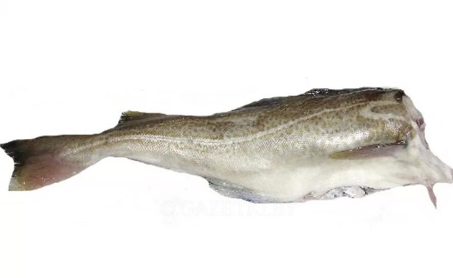 пикша свежемороженая. пикша свежемороженая пбг. пикша б/г пикша б/г. пикша г. пикша г.