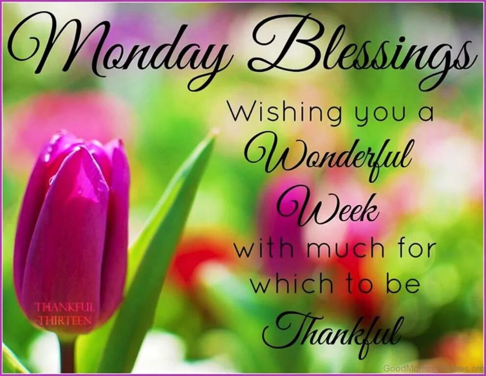 Have a you. Wishing good morning. good saturday morning spring. good morning spring monday. wishing you a wonderful week.
