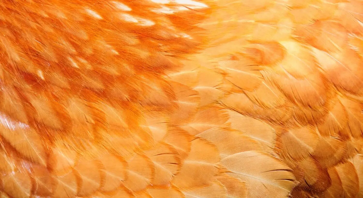 Цвет кожи курицы. Синяя курица. Цвет кожи курицы. Аям цемани порода. Цвет кожи курицы.