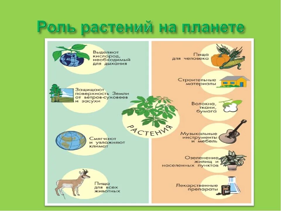 Какое значение для растения. Роль растений в природе. Роль опмтений в природе. Роль растений на планете. Роль растений в природе и жизни человека.