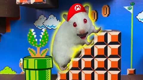 Секретный уровень hamster combat