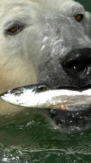 Есть морской медведь