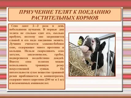 Как кормить телят