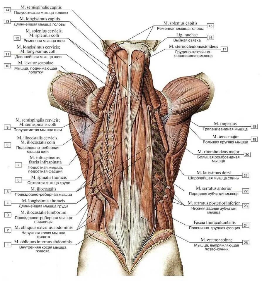 Глубокая поясница. Глубокие мышцы спины анатомия латынь. Фасции мышцы спины человека анатомия. Атлас Синельников мышцы спины. Глубокие мышцы спины глубокий слой.
