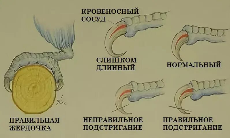 Стрижем ногти волнистому попугаю. Надо ли стричь когти попугаю волнистому. Как обрезать когти попугаю. Подстричь когти попугаю волнистому. Нужно ли подстригать когти