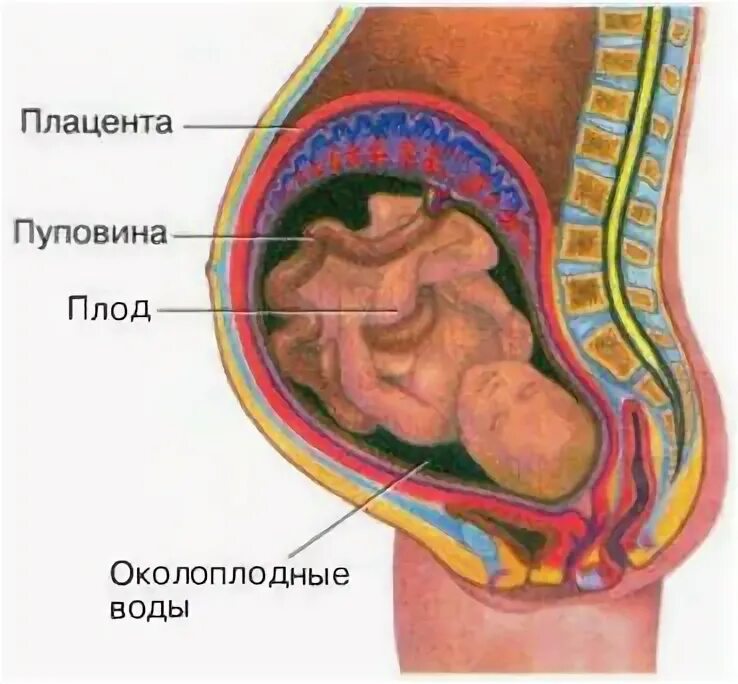 Плод пуповина плацента пуповина. Эмбрион плацента пуповина. Строение плаценты и околоплодных вод. Беременность и роды 8 класс