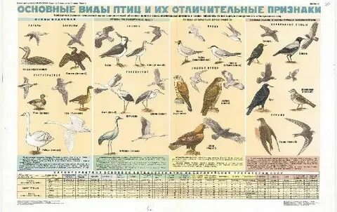 Птицы разновидности фото