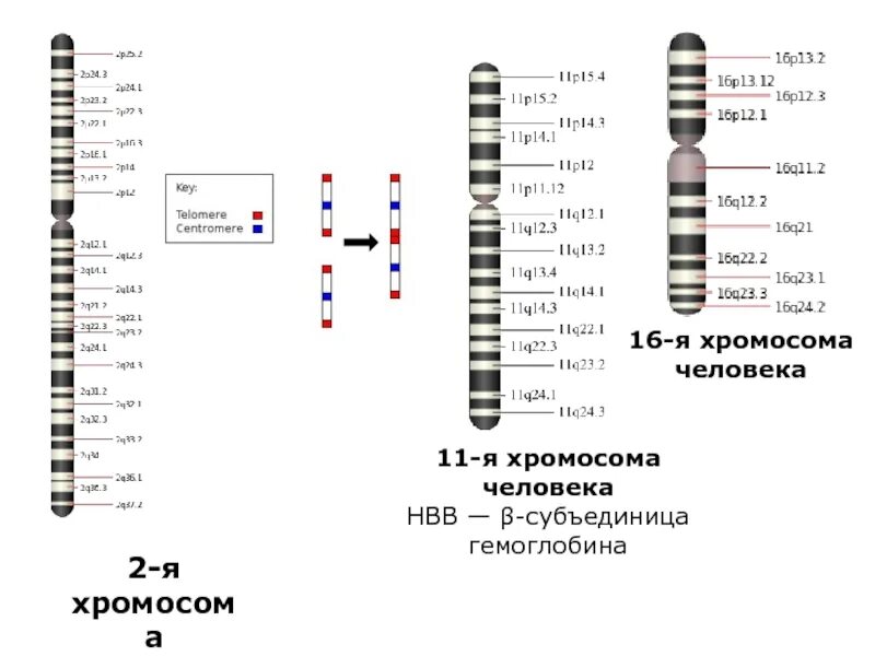 Местоположение хромосом. Схема генетическая карта хромосомы. Генетическая карта 1 хромосомы человека. Генетическая карта 2 хромосомы человека. Карта хромосом 10 хромосома.