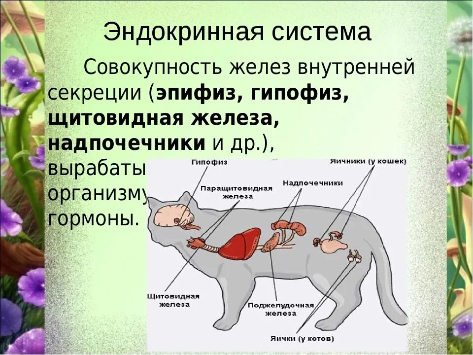 Эндокринная система млекопитающих. Эндокринная система млекопитающих органы и функции. Железы внутренней секреции млекопитающих. Строение эндокринной системы животных.