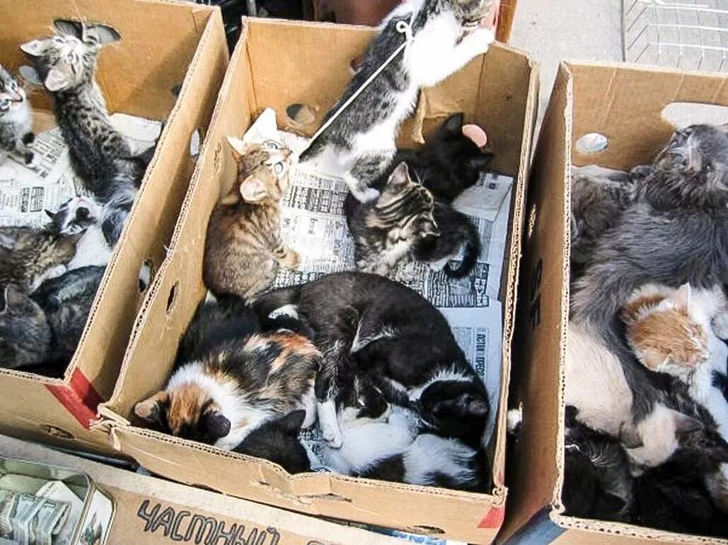Коробка с котятами. Коробочники с животными. Птичий рынок. Птичий рынок котята. Можно ли отдать котенка
