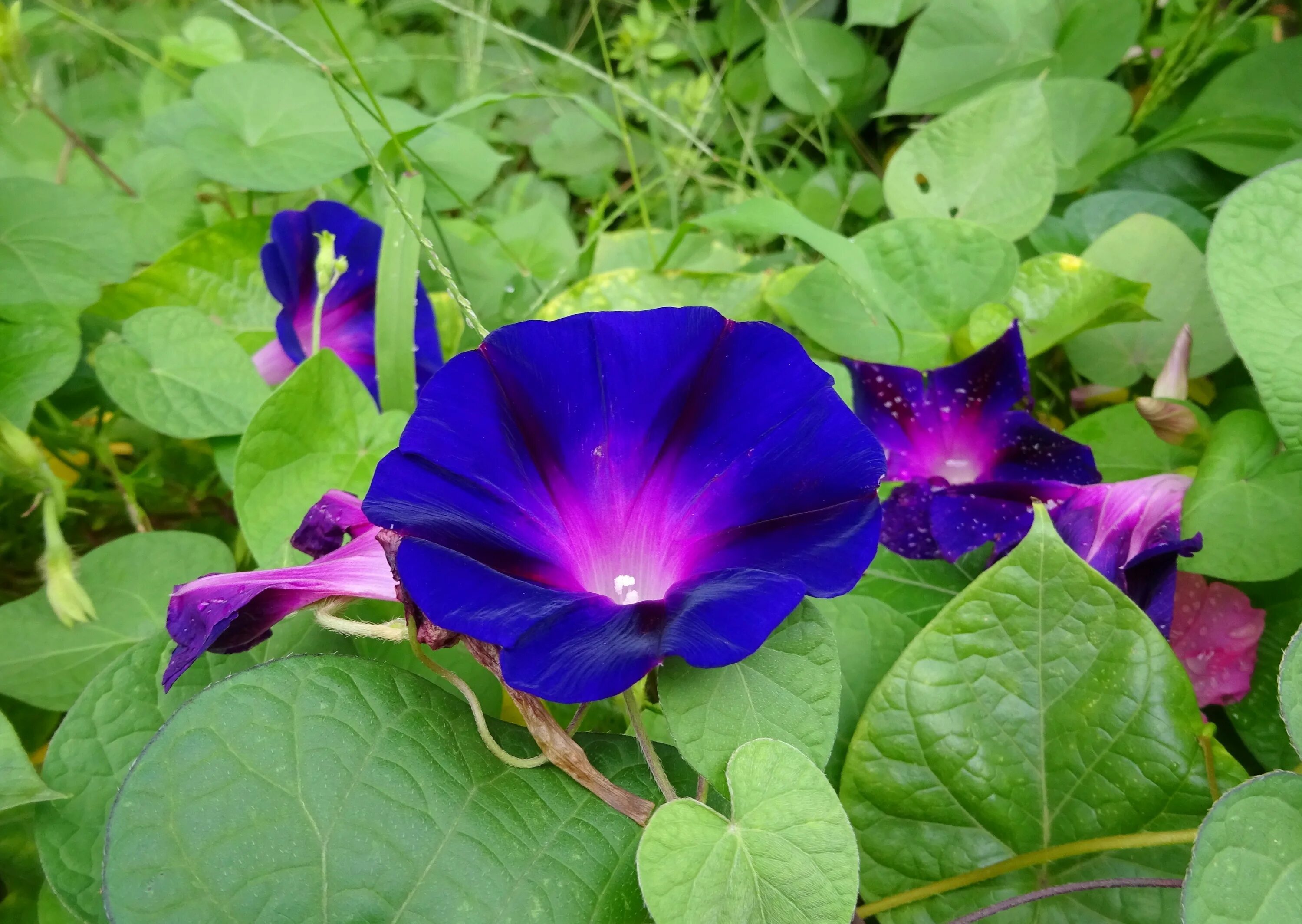 ипомея вьюнок. ипомея пикоти синяя. ипомея чем вредна. ипомея мунлайт. ипомея фарбитис.