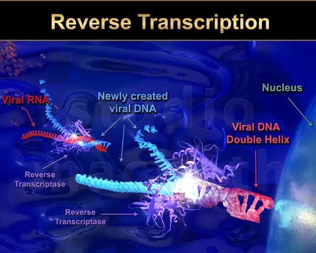 Вирусный транскрипция. Способность к обратной транскрипции. Обратная транскрипция у вирусов. Обратная транскрипция биохимия. Транскрипция ВИЧ.