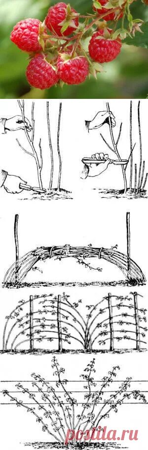 Схема подвязки ежевики. Ежевика Торнфри схема посадки. Подвязка малины Кумберленд. Обрезка и подвязка ежемалины весной. Как обрезать ежемалину