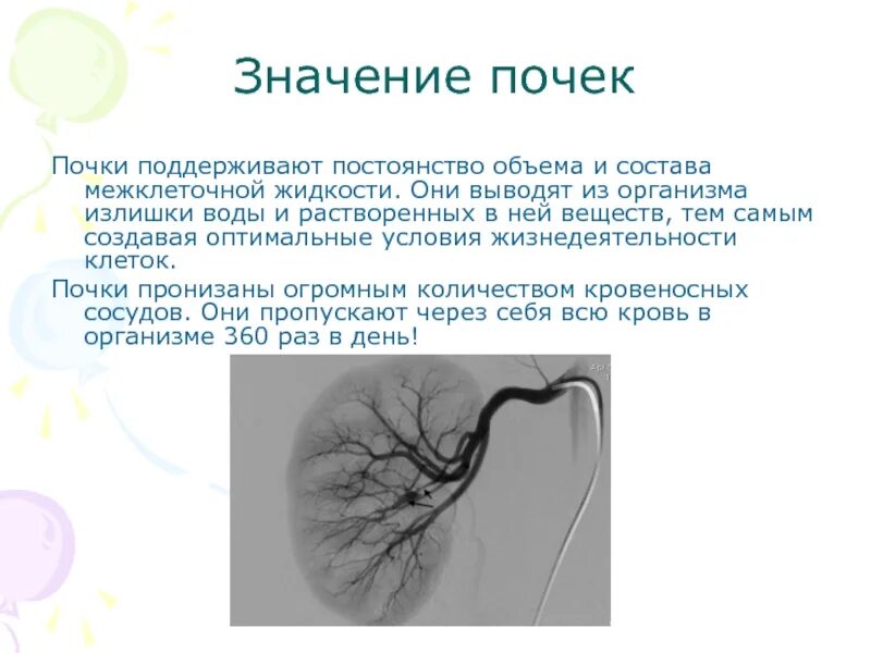 Значение почек. Значение почек для человека. Значение и функции почек. Почки поддерживают постоянство состава организма это. Значение почек биология 8 класс