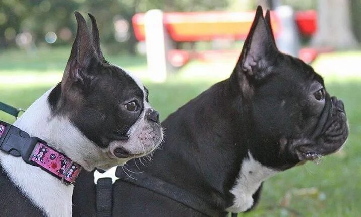 Boston Terrier vs. French Bulldog: How Are They Different?