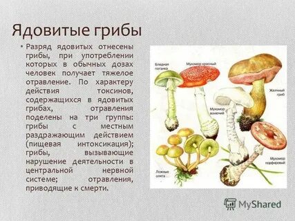 Съедобные и ядовитые грибы сообщение 7 класс