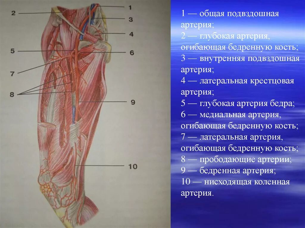 Латеральная огибающая артерия бедра. Наружная бедренная артерия анатомия. Латеральная артерия огибающая бедренную кость. Медиальная аииерия ггмбающая бедреную кость. Артерии нижней конечности бедренная