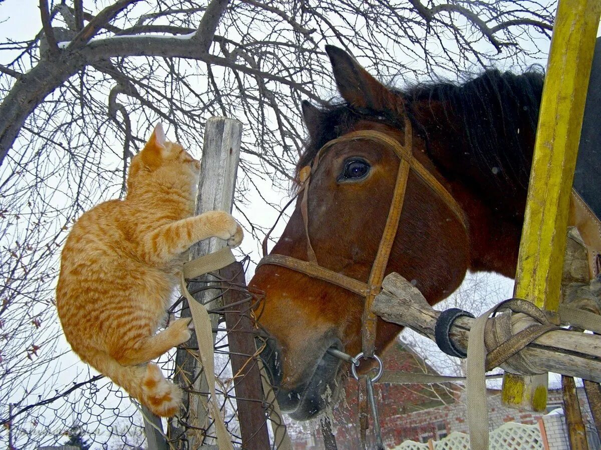 Кошка лошадка. Конь и кот. Смешная лошадь. Лошади в деревне. Кот на лошади.