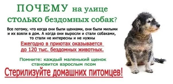 Проект на тему защита бездомных животных Социальная реклама о бездомных животных "Мы чувствуем." Ульяновский областной