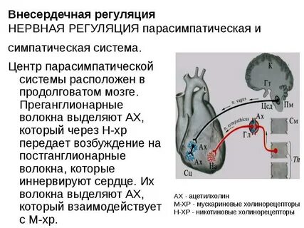 Сердце парасимпатическая система