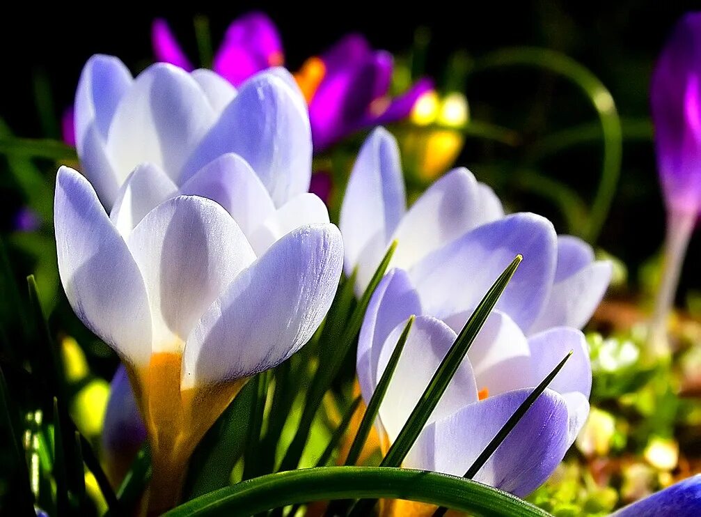 Первоцветы (подснежники, крокусы, гиацинты).. Крокус белый цветок первоцвет. Крокусы Ландыши подснежники. Крокусы тюльпаны подснежники. Цветы весны фото красивые