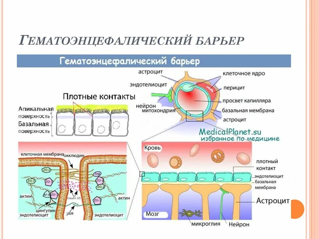 Гематоэнцефалический барьер гистология. Схема строения гематоликворного барьера. схема строения гематоэнцефалического барьера гистология. гематоэнцефалический барьер структура функции. гематоэнцефалический барьер строение и функции.