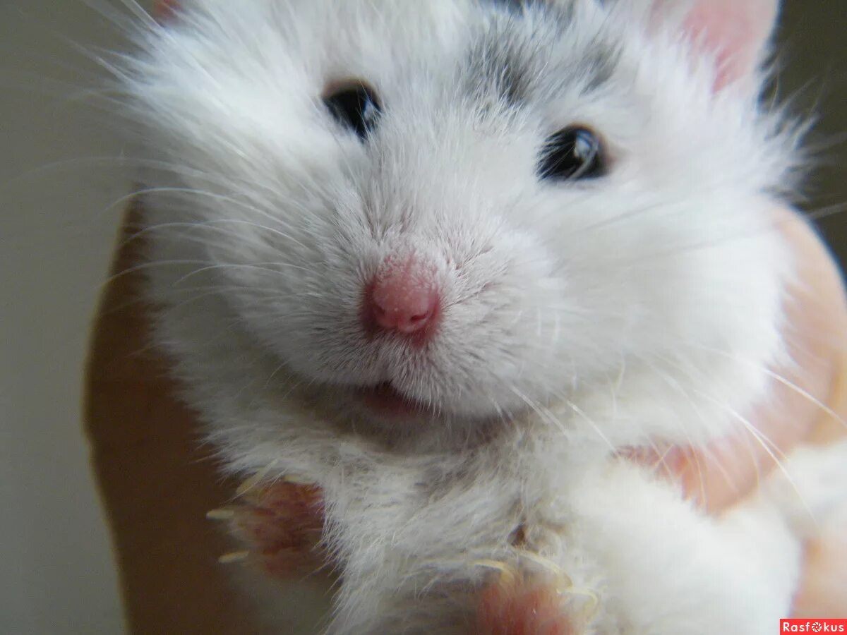 виды хомяка фото. сирийский сирийский хомяк. хомяк сирийский цветной. хомяки породы роборовского. виды хомяка фото.